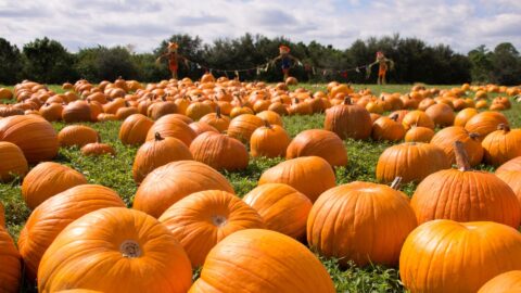 Pumpkin Patch